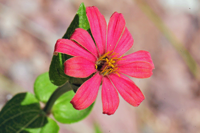 Peruvian Zinnia has dark Red or maroon flowers with yellow centers; flower heads are single on tips of stems. Zinnia peruviana
